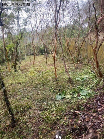 鹿谷初鄉臨路已整路開發農地