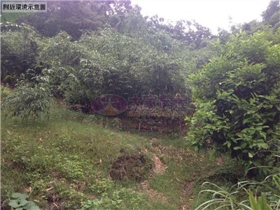 木柵頭廷土地