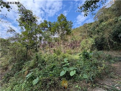 鹿谷初鄉臨路已整路開發農地